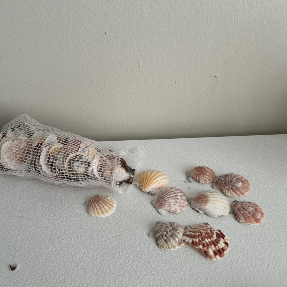 Lot of 53 Scallop Seashells Ocean Beach Decor Aquarium Craft Pink Brown White